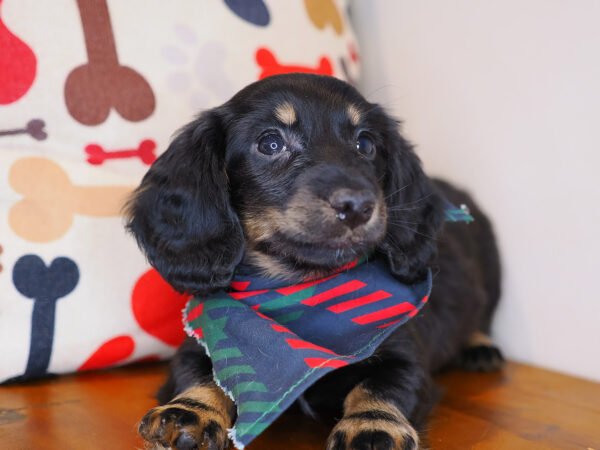 Shabs Dachshund 01