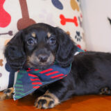 Shabs Dachshund 02