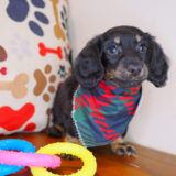Shabs Dachshund 03