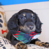 Shabs Dachshund 04