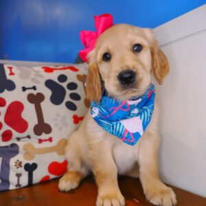 Sizzle Golden Retriever 01