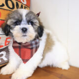 Squiggle Teddy Bear 02