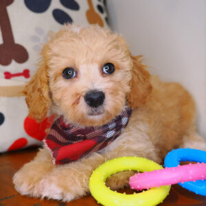 Stanley Bichapoo 01