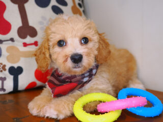 Stanley Bichapoo 01