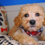 Stanley Bichapoo 02