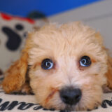 Stanley Bichapoo 03