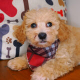 Stanley Bichapoo 04