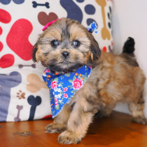 Star Shihpoo 01
