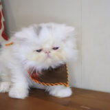 Steel Persian 04