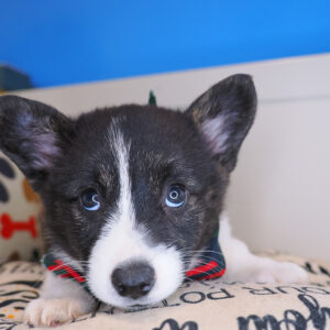 Stinger Cardigan Welsh Corgi 01