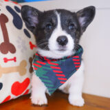 Stinger Cardigan Welsh Corgi 03