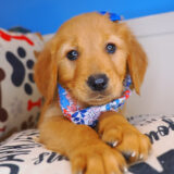 Susan Golden Retriever 01