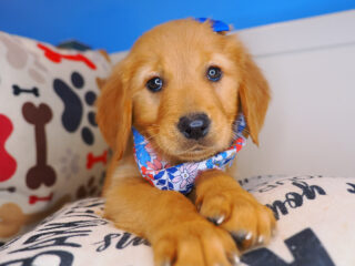 Susan Golden Retriever 01