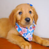 Susan Golden Retriever 02