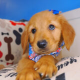 Susan Golden Retriever 03