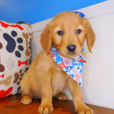 Susan Golden Retriever 04