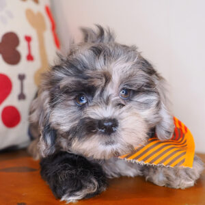Taco Shihpoo 01