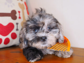 Taco Shihpoo 01