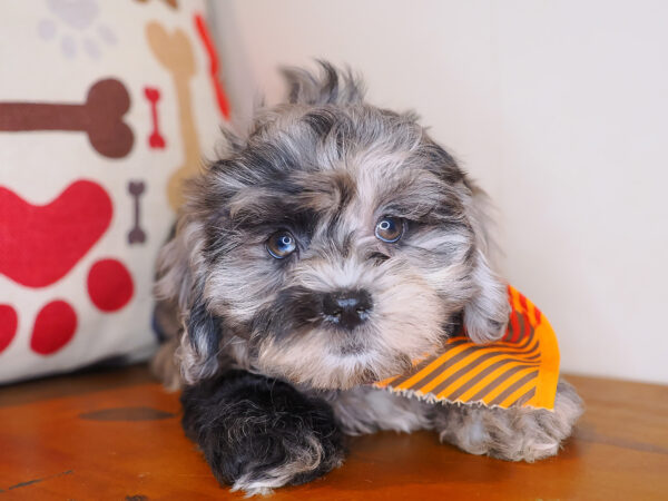 Taco Shihpoo 01