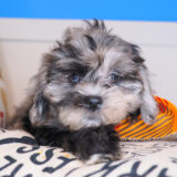 Taco Shihpoo 02