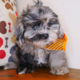Taco Shihpoo 03