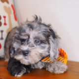 Taco Shihpoo 04