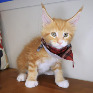 Thor Maine Coon 01