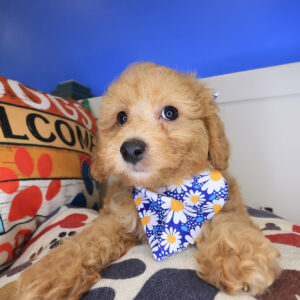 Tinker Bichapoo 01