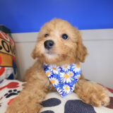 Tinker Bichapoo 04