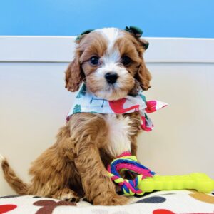Tinkerbell Cavapoo 01