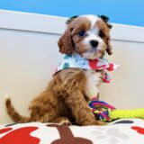 Tinkerbell Cavapoo 02