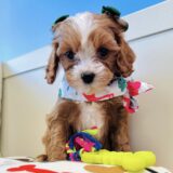 Tinkerbell Cavapoo 03