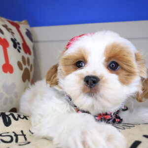 Tizzy Shihpoo 01