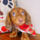 Tonic Dachshund 03