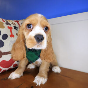 Tony Cocker Spaniel 01