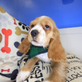 Tony Cocker Spaniel 03