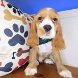 Tony Cocker Spaniel 04