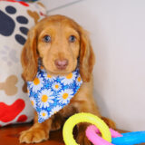 Twiggy Dachshund 01
