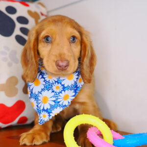 Twiggy Dachshund 01