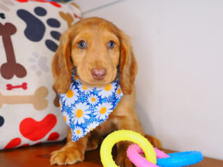 Twiggy Dachshund 01