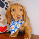 Twiggy Dachshund 03
