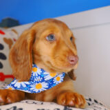 Twiggy Dachshund 04