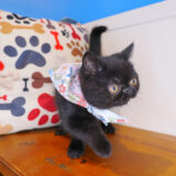 Uma Exotic Shorthair 01