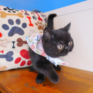 Uma Exotic Shorthair 01