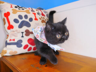 Uma Exotic Shorthair 01