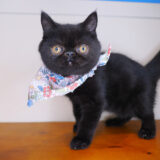 Uma Exotic Shorthair 02