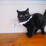 Uma Exotic Shorthair 03