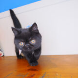 Uma Exotic Shorthair 04