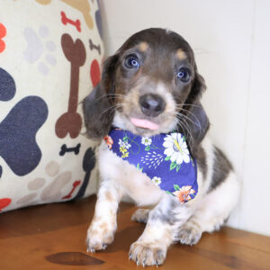 Valentine Dachcshund 01