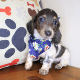 Valentine Dachcshund 02